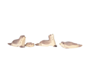 [review] seehunde_1920x1920.png