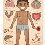 Internal Organs Puzzle (Boy)