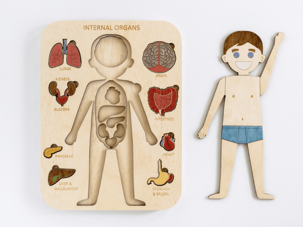 Internal Organs Puzzle (Boy) - Wood N Fun