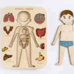 Internal Organs Puzzle (Boy)