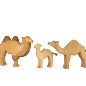 Dromedary